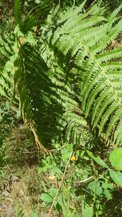 This is a close-up, eye-level photograph of ferns and other undergrowth in a natural setting. The dominant subject is a large, vibrant green fern frond that occupies the upper right and center of the frame, its finely serrated leaflets catching the sunlight. To the left, another fern frond casts a deep shadow. The ground beneath is a mix of dry grass, loose soil, and smaller green plants. In the lower portion of the image, a thorny stem with sparse green leaves and a single small yellow flower is visible. The scene appears to be in a shaded, wooded area, consistent with the environment found in Larkollen, Norway. There are no people or animals present in the image, and no discernible human activity is depicted. The lighting suggests it is daytime, with dappled sunlight creating highlights and shadows.