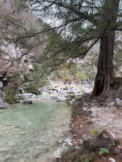 The image depicts a natural river or thermal spring environment located in San Miguel Atlapulco, Mexico. A clear, light green-turquoise body of water flows from the background towards the foreground, revealing a rocky riverbed. On the immediate right, a large, mature tree with dark, gnarled bark and extensive exposed roots anchors the scene, its branches, some with sparse foliage, extend overhead. The ground surrounding the tree consists of reddish-brown dirt, scattered rocks, and dried leaves/pine needles. Along the left side of the frame, steep, rugged rock formations rise from the water's edge, sparsely covered by dry, scrubby vegetation. A light-colored horizontal pipe or conduit is visible traversing the lower section of the left rock face.
Further upstream, in the midground, approximately two dozen individuals are observed congregated around natural pools and rock formations within the river. Many are partially submerged in the water, while others stand on the light-colored, smooth rocks that form cascades and small basins. The individuals appear to be engaging in recreational activities such as bathing or wading. The background features steep, arid-looking hillsides covered with thin, skeletal trees and shrubs, indicative of a dry or dormant season. The sky overhead is overcast.
