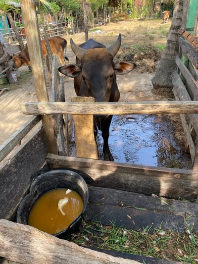 The image captures an outdoor scene at an animal enclosure, likely a farm or pen, under bright daylight. The main subjects are two cows within a rustic wooden structure.

In the foreground, a dark brown cow with prominent horns and large ears is partially visible, its head and upper body occupying the left side of the frame. Its gaze is directed towards the left. Immediately to the cow's right, within the wooden fencing, is a large, muddy puddle or trough filled with murky water, reflecting the sky. The ground around this area is bare earth and mud.

To the right of the wooden structure and closer to the foreground, a black plastic bucket rests on the ground. It contains a yellowish, opaque liquid with several light-colored, organic fragments, possibly fruit peels, floating on the surface.

In the background, behind the foreground cow and the wooden fence, another lighter brown cow is visible, standing on relatively drier, grassy ground. The broader setting shows sparse vegetation, including trees that appear tropical or subtropical, under a clear, sunny sky, as indicated by the distinct shadows cast by the wooden elements. The wooden fencing is constructed from rough planks and posts, appearing weathered and functional. The scene provides a glimpse into a rural, agricultural environment in Gampongaceh, Indonesia, with no visible text.