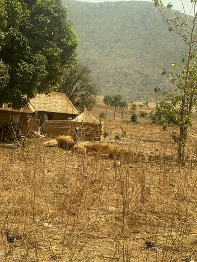 The image displays a rural landscape in Nandu, Nigeria, under bright daylight conditions. In the immediate foreground, the ground is covered with dry, golden-brown grasses and sparse, withered vegetation, interspersed with visible pieces of light-colored litter and dark plastic debris. The midground features a cluster of human-made structures. To the left, a primary building with rust-colored corrugated metal roofing and light brown, possibly earthen or mud-brick, walls is visible. Adjacent to it, a smaller, conical-roofed hut with a thatched roof stands partially obscured by a rectangular, waist-high fence constructed from woven natural materials. In front of these structures, multiple irregular piles of dried, golden-brown organic material, resembling hay or harvested stalks, are present on the ground. One individual, wearing light-colored clothing and a head covering, is positioned near the woven fence, appearing to be engaged with the piles of dried vegetation. The background reveals a wide, slightly sloping terrain with scattered green trees, including several palm trees. Beyond this, a large, hazy mountain range, partially covered with sparse green foliage and exposed rock, dominates the horizon under a pale sky.