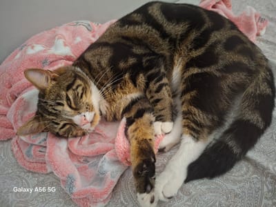 A tabby cat is curled up and sleeping on a soft pink and white blanket. The cat has a striped pattern on its fur, with white paws. The blanket has a subtle pattern of white and grey shapes. The cat is lying on a bed with a grey paisley patterned sheet. The image was taken on a Galaxy A56 5G phone. No specific location in Greater London, United Kingdom is identifiable from the image.