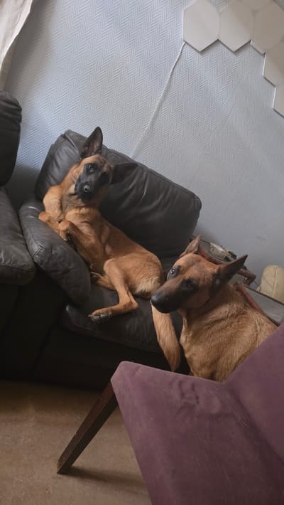 Within an indoor residential environment, specifically a living area in Magny-les-Hameaux, France, two canid subjects, consistent with the Belgian Malinois breed, are observed.
The first subject, a fawn-colored dog with a distinctive black facial mask and erect ears, is positioned on a dark brown, multi-cushioned leather sofa. It is reclined on its side, with its body oriented diagonally across the frame and its head tilted, directing its gaze towards the observer. Its front paws are tucked beneath its chest.
The second subject, also a fawn-colored dog with a black facial mask and erect ears, is positioned to the right of the first. Its head and upper torso are visible, appearing to be seated or partially resting near a piece of furniture, with its gaze also directed towards the observer.
In the background, a wall is covered with light-toned wallpaper featuring a diagonal chevron pattern. Mounted on the upper right section of this wall are multiple interconnected white hexagonal panels, from which a thin white cable descends. A partial view of a dark-framed, glass-topped table is visible behind the second dog, holding a light-colored, circular object and other indistinct items.
In the foreground, to the lower right, a partial view of a purple upholstered armchair is present. Its fabric exhibits wear and indentations. A dark-colored wooden support leg of this chair is visible on the light-colored floor, which appears to be a solid surface.