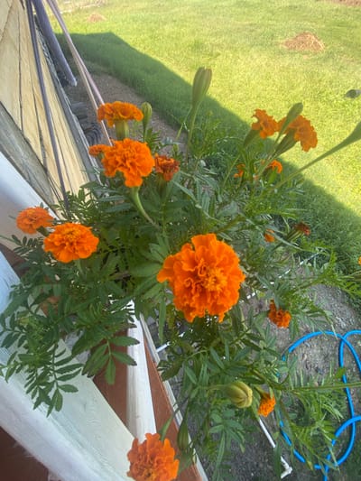 The image captures a close-up view of vibrant orange marigolds in bloom, situated near a wooden structure. The flowers, with their dense, ruffled petals, are the primary focus, interspersed with green, feathery foliage and a few developing buds. A portion of a weathered wooden wall, painted in alternating light and darker wood tones, occupies the left side of the frame, with some rope-like elements visible leaning against it. Beyond the flowers, a sunlit green lawn stretches into the background, with a faint shadow cast across it, suggesting a sunny day. A coiled blue hose lies on the ground to the right. The overall scene appears to be an outdoor residential setting, likely a garden or yard in a rural or suburban area, potentially in the village of Bettsy, Russia, given the context.