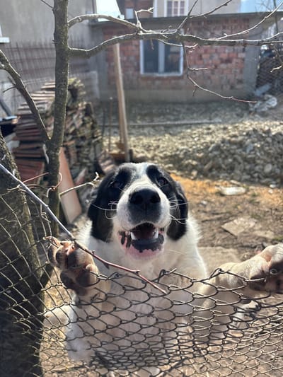 An outdoor scene in Komarevo, Bulgaria, depicts a large, black and white dog with its front paws on a wire mesh fence. The dog's fur is primarily white on its body and muzzle, with black markings around its ears and eyes. Its mouth is open, revealing white teeth and a pink gumline. The dog's gaze is directed upward towards the viewer. Bare tree branches are visible in the foreground, partially obscuring the dog and the fence. To the left of the dog, behind a tree trunk, a stack of reddish-brown material, possibly roof tiles, is present. The background features a dirt or gravel-covered ground with some scattered debris. In the mid-ground, a building constructed of red brick with a single rectangular window is visible. Another structure is faintly seen in the upper left background. The scene is illuminated by strong sunlight.