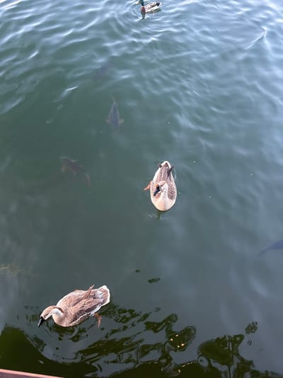 In the waters of Begunovtsi, Bulgaria, several waterfowl and fish are visible. Two brown geese are swimming, one in the foreground and another further back in the middle of the frame. A mallard duck swims in the upper portion of the image. Several carp are visible beneath the surface of the water, with their dark bodies contrasting against the murky green water. The water's surface is rippled, reflecting the light and creating a shimmering effect.