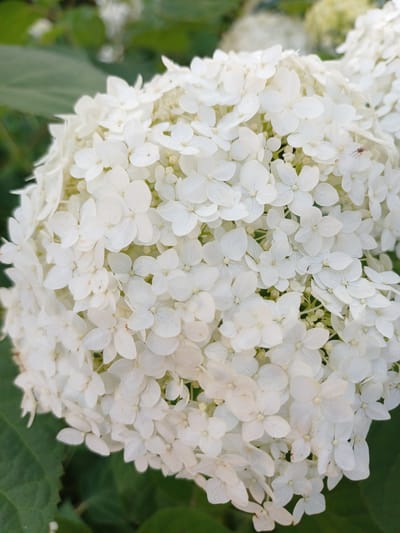 A close-up, vertical, medium shot captures a large, round cluster of small, white hydrangea flowers. The flowers are densely packed, creating a textured, slightly fuzzy appearance. Some of the individual petals are visible, with delicate veining. In the upper right quadrant of the image, a small, reddish-brown spider is perched on one of the petals. The background consists of soft-focus green foliage, suggesting an outdoor garden setting. There is no indication of human presence or any urban elements; the image is purely a botanical study. The specific location in Koledino, Russia, cannot be determined from the visual information provided.