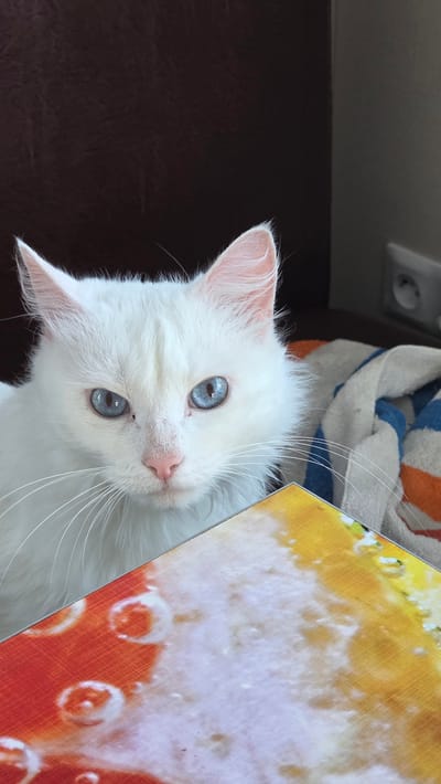 A close-up shot shows a white cat with striking blue eyes looking directly at the camera. The cat is positioned in the foreground, with its head and upper body visible. The background is slightly blurred, but a dark brown textured surface, possibly upholstery, is visible to the left, and a wall with a light switch is to the right. A folded towel with blue and orange stripes lies behind the cat. In front of the cat, a colorful object with orange, yellow, and white patterns, possibly a book or tray, is partially visible. The cat appears to be indoors, in a domestic setting, potentially in Старошареево, Russia, though no specific landmarks confirm this location.