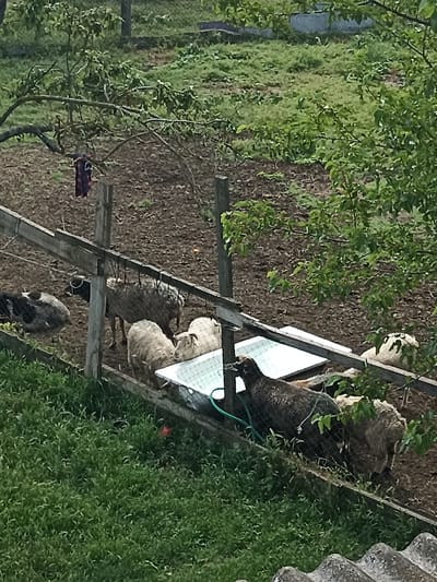 The image depicts an outdoor scene with several sheep in a fenced enclosure. The enclosure is made of rough wooden planks and wire mesh. The ground inside the enclosure appears to be dirt. There is a white trough or basin in the enclosure, partially filled with water and a green hose attached to it. Some sheep are gathered around the trough, and others are standing or lying down within the enclosure. A tree with green leaves hangs over part of the enclosure. In the background, there is more green vegetation and some darker soil. On the left side of the image, a dark-colored garment with a patterned design is hanging from a tree branch. The overall environment appears to be rural or agricultural. There is no visible indication of the specific location being Malgobek, Russia.