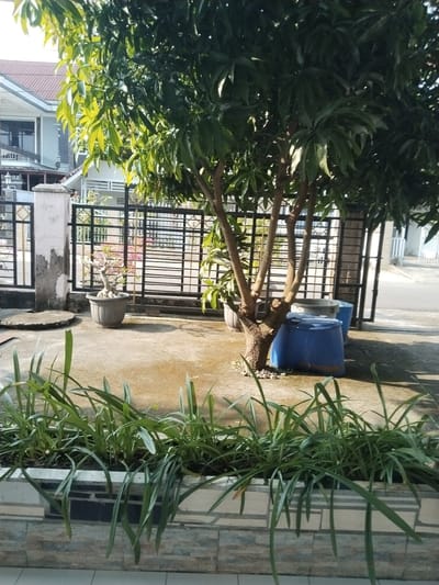 The image captures a shaded outdoor area in front of a fenced residential property, likely in Lahat, Indonesia, given the architectural style and vegetation. A mature tree with a thick trunk dominates the center, its leaves casting dappled shadows on the concrete ground. To the left of the tree, a potted bonsai-like plant sits in a grey pot. Behind the tree, a black metal fence separates the property from what appears to be a street or pathway. Two large blue plastic barrels, one significantly larger than the other, are placed to the right of the tree, partially obscured by its trunk. In the foreground, a planter box filled with lush green grass-like plants adds a vibrant touch to the scene. The overall impression is one of a well-maintained, residential outdoor space.