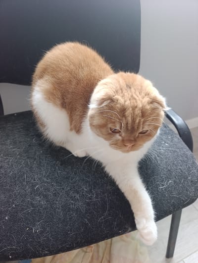 A ginger and white Scottish Fold cat is sitting on a black fabric chair that is covered in cat hair. The cat is positioned in the center of the frame, facing towards the right side of the image and looking downwards. Its fur is a mix of orange and white, with white markings on its chest, paws, and face. The cat's ears are folded down, characteristic of the Scottish Fold breed. Its eyes appear to be partially closed, giving it a relaxed or sleepy expression. One of its white paws is extended forward, resting on the seat of the chair. The background shows a dark chair back on the left and a light-colored wall on the right. The lighting suggests it is daytime, with natural light coming from the right. The setting appears to be indoors, possibly a home or office space, given the chair and the presence of cat hair. There is no visible text in the image.