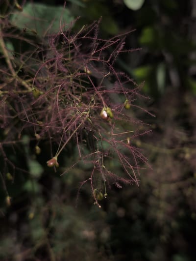A close-up, shallow depth-of-field shot captures a cluster of feathery, purplish plant structures, possibly developing seed pods or spent flowers, against a dark, blurred background of foliage. The plant's thin stems branch out intricately, each adorned with fine, hair-like filaments that give it a delicate, wispy appearance. Several small, greenish-yellow or reddish, bulbous structures are interspersed among the branches. The lighting is dim, with subtle highlights suggesting an overcast day or shaded environment. The overall impression is one of natural detail and texture. This image was taken in the city of Dzhankhot, Russia, likely in an outdoor setting, possibly a garden or natural area, given the focus on botanical elements. No people or discernible man-made objects are present in the scene.