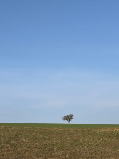 A single, deciduous tree, bare of leaves, stands centrally on a distant green field under a clear, light blue sky in Ferschnitz, Austria. The horizon is a distinct, straight line separating the sky from the field. The foreground consists of a textured, undulating field comprising dry, brown grass mixed with sparse green growth, occupying approximately the bottom third of the frame. No people, animals, or artificial structures are present. The scene depicts a rural landscape under daylight conditions.