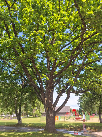 The image captures a sunny outdoor scene in Lēdmane, Latvia, dominated by a large, mature oak tree in the foreground. Its branches, laden with vibrant green leaves, reach across the frame, with the blue sky visible through the foliage. In the background, a children's playground features colorful equipment, including slides, swings, and climbing structures, set on a sandy surface. Adjacent to the playground is a wooden building with a grey roof, possibly a barn or outbuilding. A grassy area surrounds the playground and extends towards a paved pathway with puddles, indicating recent rain. Two young children, a girl in a light-colored dress and a boy in shorts and a t-shirt, are standing in a shallow puddle, seemingly interacting with the water. The overall impression is a peaceful, family-friendly setting on a clear day.
