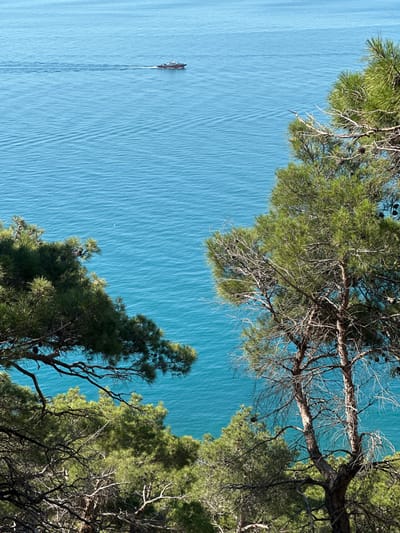 This is a high-angle, medium shot of the Black Sea from Myskhako, Russia, on a clear day. The water is a vibrant turquoise blue, with gentle waves creating a textured surface. In the distance, a small, dark-hulled boat with a red stripe is moving from left to right, leaving a visible wake. The foreground is dominated by the branches of pine trees, their green needles contrasting with the bare, grey branches and clusters of pine cones. The trees are partially obscuring the view of the sea, with some branches extending into the lower left and right of the frame, and a larger tree trunk visible in the lower right. The sun is casting shadows, highlighting the textured bark of the trees and the shimmering surface of the water.