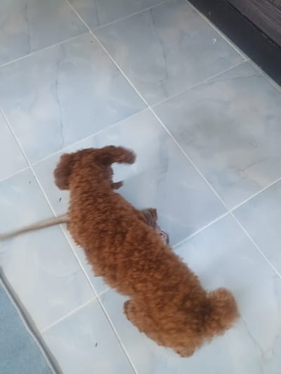 The image depicts a brown poodle lying on a tiled floor. The location is presumed to be Baan Wok Tum, Thailand. The dog appears to be on a leash, extending to the left of the image. The tiled floor is light blue-grey in color. A dark-colored wall or baseboard is visible in the upper right corner.