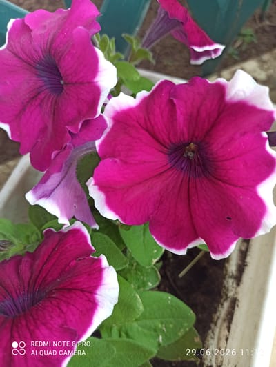 A close-up, eye-level shot focuses on three magenta petunias with white edges, lush green leaves, and a white planter. The petunias are in bloom, with their petals unfurling to reveal dark centers. The foreground and middle ground are dominated by the vibrant flowers, while the background shows a blurry dark green object and soil. The image is sharp and well-lit, with the flowers in clear focus. A timestamp in the bottom right corner reads "29.06.2026 11:13." There are no people visible in the image. The image was taken in Sovetskiy, Russia.