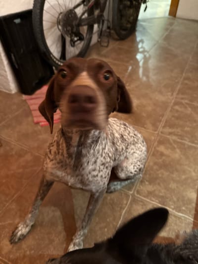 This image presents an indoor scene located in Juriquilla, Mexico. The foreground features two canines. The central subject is a brown and white speckled (liver roan/spotted) dog, facing the camera with a motion blur evident on its snout and head, indicating movement during exposure. Its eyes are bright and focused. This dog is in a crouched or seated position. Partially visible in the lower right corner is the head and ear of a second, dark-furred canine, largely obscured by the primary subject and frame. The environment consists of light brown tiled flooring with visible grout lines. In the background, a white wall is present, against which a black utility bin or container rests. A pinkish-red striped fabric is positioned on the floor adjacent to the wall. A bicycle, with its rear wheel and part of its frame visible, is leaning against the wall behind the canines. A doorway or opening is discernible in the far right background, revealing an interior space. Artificial indoor lighting illuminates the scene.