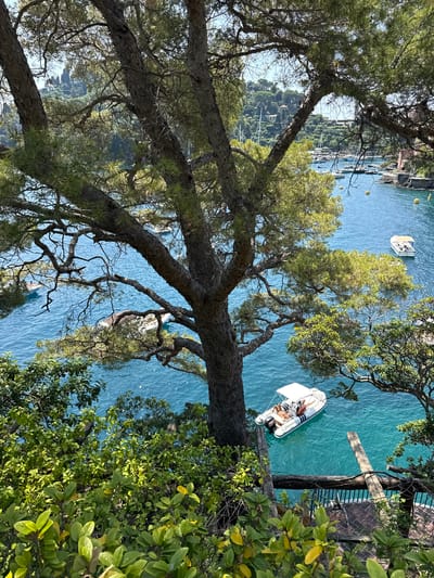 This image depicts a view of the harbor in Portofino, Italy, seen through the branches of a large pine tree. The water is a vibrant turquoise blue, dotted with several white boats of various sizes. One inflatable dinghy in the foreground has at least three people lounging in it. In the background, more sailboats are moored in the harbor, and the lush green hillsides characteristic of the Ligurian coast rise behind them, dotted with buildings. The scene suggests a sunny day with clear skies.