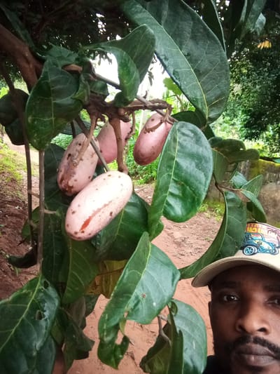 The image shows a close-up of a tree with pinkish, elongated fruits hanging from its branches. The fruits have a slightly mottled appearance. Large, dark green leaves with prominent veins surround the fruits. In the lower right corner of the image, a man wearing a tan baseball cap with a colorful embroidered image of a vintage car is partially visible. The man has dark skin, a mustache, and a beard. He is looking towards the camera. The background appears to be an outdoor environment with reddish-brown soil and some greenery, suggesting a rural or semi-rural setting. The overall scene is likely in Nanka, Nigeria, given the context provided.