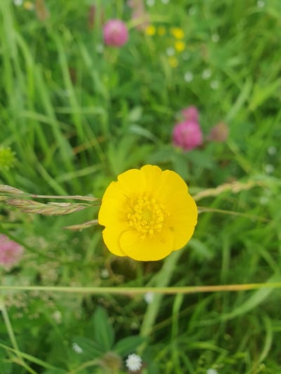 A close-up, eye-level shot showcases a bright yellow buttercup flower in sharp focus against a blurred background of green grass and other wildflowers. The buttercup is positioned slightly to the right of the center, its petals fully open, revealing a textured center. A blade of grass extends from the left side of the frame, partially obscuring the flower. In the background, soft pink and white floral elements are visible, as well as hints of yellow flowers, all out of focus. The scene is natural and appears to be outdoors, likely in a meadow or grassy area. The image does not depict any people, actions, or interactions. There is no information to suggest this location is in Mukhametovo, Russia.