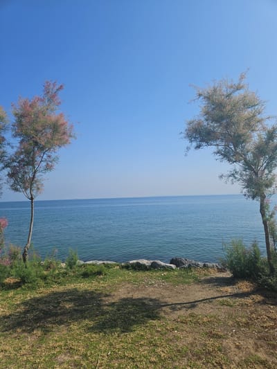 The image captures a clear, sunny day scene in Güzelbahçe, Turkey, overlooking the Aegean Sea. The foreground features a strip of land comprising sparse green grass and patches of dry, bare soil, with distinct tree shadows cast upon it. A line of light-colored rocks forms the immediate border between the land and the water. Two Tamarix trees frame the central view: a slender tree with a light trunk and pinkish-purple blossoms or foliage stands on the left, while a more robust Tamarix tree with green and possibly tinged foliage anchors the right, with its branches extending towards the center. The sea water is a blue-green hue, exhibiting gentle ripples across its surface, and stretches to a hazy horizon line where it meets a uniformly clear, bright blue sky. A faint, indistinct object is discernible on the distant horizon line to the left. No people or animals are visible within the frame.