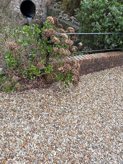The scene, located in Snailbeach, United Kingdom, depicts an outdoor environment with a gravel foreground and varied vegetation and structures in the midground and background. The immediate foreground consists of a densely packed layer of light-colored gravel, comprising small, irregularly shaped pebbles in shades of beige, grey, and white. In the midground, a deciduous shrub, possibly a hydrangea, displays a mix of new green leaves and numerous clusters of dried, brown flower heads from a previous season. This shrub is positioned adjacent to a low wall constructed from two courses of reddish-brown brick, beyond which a black metal fence with vertical bars is visible. The background features a stone retaining wall, from which a dark, circular drainage pipe extends. Water is observed flowing directly from the open end of this pipe. Further to the right in the background, additional green foliage and scattered rocks are present on an ascending slope. No individuals are present in the image.