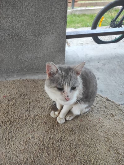 A grey and white cat sits on a coarse, brown mat in front of a textured grey wall. The cat is looking down with its paws tucked beneath it. In the background, a bicycle wheel is visible, and beyond that, a wooden fence and green grass. The ground appears to be concrete. The scene appears to be an outdoor, possibly urban, setting.