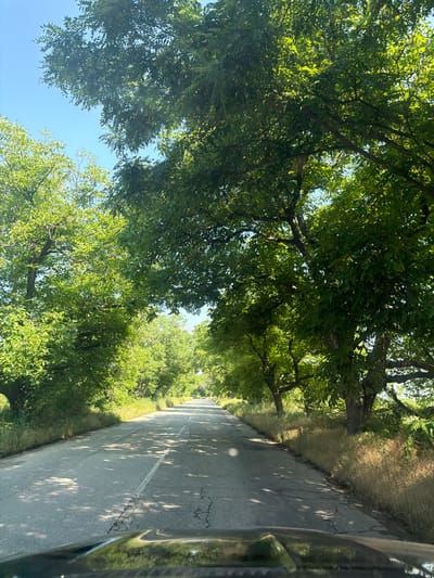 The image captures a sunlit, tree-lined road in Unatsite, Bulgaria, viewed from the perspective of a moving vehicle. Dense, vibrant green foliage from abundant trees forms a natural canopy overhead, creating a tunnel-like effect. Bright sunlight filters through the leaves, casting distinct, dappled shadows across the asphalt road below. The road itself shows some minor cracking and features a continuous white solid line running along its right edge.
Alongside the road, the shoulders are covered with a mix of dry, golden-brown grass and patches of greener vegetation. Above and between the branches, sections of clear, bright blue sky are visible. The strong sunlight and sharp shadows indicate a clear and sunny day, likely during late morning or early afternoon. A dark, reflective part of the vehicle, possibly a window frame or door, is visible along the far right edge of the frame. The scene conveys a sense of peaceful travel through a natural, rural environment. There is no visible text or identifiable people.