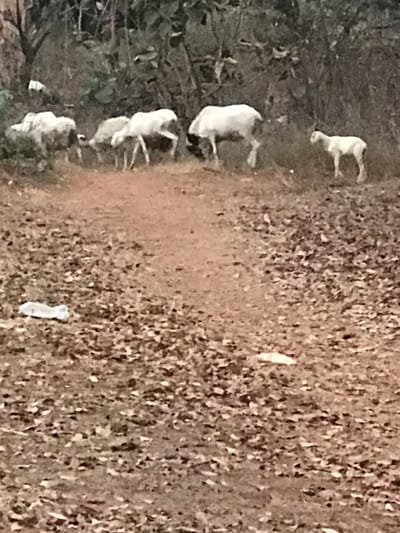 A small flock of white sheep graze alongside a dirt path. The path is bordered by dense, dark green vegetation on the left and a rough, brown field on the right. The sheep are closely grouped, with their heads down as they feed. The scene is captured in a somewhat blurry, ground-level shot, with a neutral color palette dominated by greens, browns, and whites.