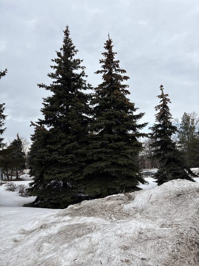 The scene depicts an outdoor landscape in Dimitrovgrad, Russia, under an overcast sky, indicative of late winter or early spring conditions. The immediate foreground features a substantial, uneven mound of melting snow, heavily interspersed with dirt and debris, displaying a mottled pattern of white, grey, and brown. Several bare twigs and small branches are embedded within this snow. The midground is dominated by a cluster of tall, dark green coniferous trees, likely spruces or firs, with two particularly prominent specimens positioned centrally. To the right, another tall, slender conifer stands. Beyond these trees, a paved area or road is partially visible, where a dark-colored sedan is either parked or in motion. The distant background reveals a dense arrangement of bare deciduous trees and hints of structures, including a reddish building on the far left. The sky is uniformly light grey with diffused cloud cover. No individuals or animals are present.