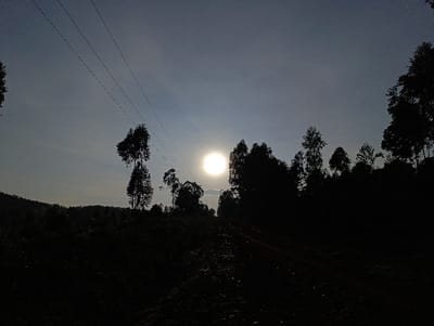 A landscape is captured at dusk or dawn, dominated by silhouettes of trees against a light sky where the sun is low on the horizon. A dirt path extends into the darkness, surrounded by dense vegetation. Power lines stretch across the sky, further emphasizing the rural, undeveloped nature of the scene. The overall mood is tranquil, almost melancholic, due to the stark contrast between light and shadow.