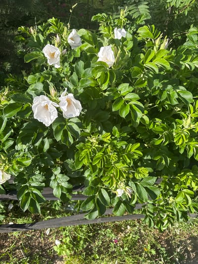 The image shows a close-up of a rosehip bush in bloom. The bush is laden with numerous white flowers with yellow centers, interspersed with green foliage. Several unopened rosehip buds are also visible. The bush is situated outdoors, with a dark horizontal bar running across the lower portion of the frame, suggesting it might be part of a fence or garden border. Beyond the bush, the ground is covered with grass and soil, with some smaller plants and fallen petals. The scene is bathed in sunlight, casting shadows on the leaves and ground. The photograph appears to have been taken in a natural setting, likely a garden or park. The specific location in the city of Koltushi, Russia, cannot be determined from the visual information alone.