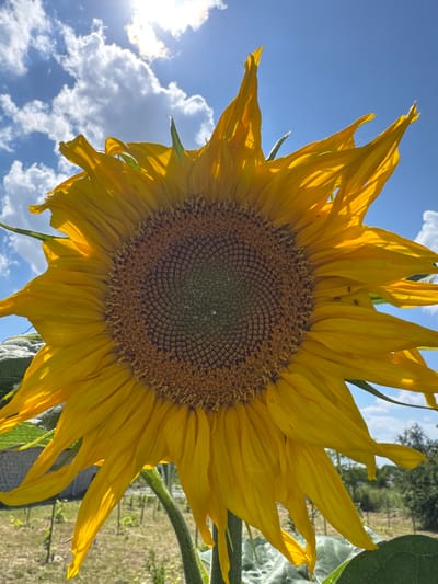 A close-up, low-angle shot captures a vibrant sunflower against a bright blue sky dotted with white, puffy clouds and the sun peeking through. The sunflower's large, yellow petals are illuminated by the sunlight, casting shadows and highlighting their delicate texture. The center of the flower displays a complex pattern of seeds. Several tiny black insects are visible on the petals. In the background, a blurred landscape shows green foliage and what appears to be a garden or field with thin stakes. The image was taken in Zassovskaya, Russia.
