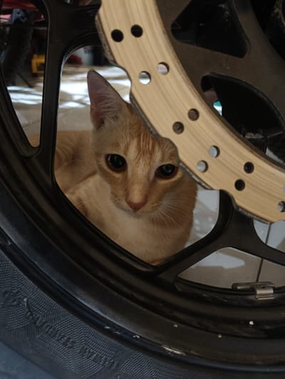 An orange tabby cat is observed peering through the spokes of a dark-colored vehicle wheel in Cileungsi, Indonesia. The cat's head and upper body are visible, with its direct gaze fixed towards the viewer. A light brown/gold metallic brake disc, featuring multiple circular perforations, partially obstructs the upper right portion of the cat's body and the wheel assembly. The lower left quadrant of the image shows a segment of a tire with discernible tread patterns. The background reveals a light-colored tiled floor, with blurry shapes indicative of a storage area or garage, including a faint yellow object and a white container.