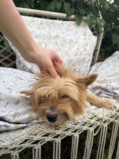 An overhead shot shows a person's hand gently petting a small, tan-colored dog lying on a chair with a floral-patterned cushion in a garden setting in Птицевод-2 Снт, Russia. The dog's head is resting on the cushion, with its eyes partially closed and its fur appearing somewhat disheveled. The chair itself is made of a woven material with thick rope accents. Green foliage from the surrounding garden is visible in the background, slightly out of focus. The lighting suggests it is daytime, with natural light illuminating the scene.