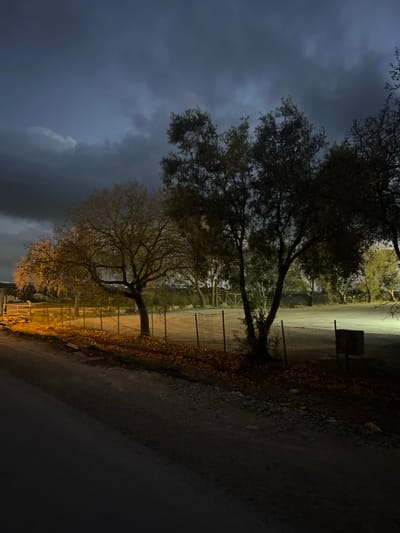 The image, originally rotated 90 degrees clockwise, depicts an outdoor scene at dusk or night, illuminated by artificial light.

The upper left portion of the image (when viewed upright) shows a dark, cloudy sky, ranging from deep blue-gray to almost black, with some lighter, more defined cloud formations.

Several trees are prominent across the frame. On the left, tall trees with dense, dark foliage are silhouetted against the cloudy sky. In the mid-ground, a large tree with a distinctive trunk and branching structure is clearly visible. Its lower branches and foliage, which appear somewhat sparse, are brightly illuminated by a warm, artificial light source, giving them a yellow-orange glow. Other trees are visible in the background, also partially lit.

A strong artificial light source, likely from ground-level or low-mounted lights, casts a vivid yellow-orange hue on the lower parts of the trees, the ground adjacent to a fence, and the fence itself. This light creates a stark contrast with the dark sky and the unlit upper portions of the trees.

A dirt or gravel path/road occupies the right side of the image, extending from the foreground into the background. Along the mid-ground, a metal fence, possibly chain-link, runs horizontally, separating the path from a grassy or wooded area beyond it. The fence is well-lit by the artificial light.

The ground next to the fence is covered with numerous fallen leaves, which also reflect the warm artificial light, appearing in shades of yellow and orange. In the upper right background, behind the fence and partly obscured by tree branches, a dark, rectangular object, possibly a trash bin or a signpost, stands upright.

The overall atmosphere is quiet and somewhat mysterious, characteristic of a park or natural area in the late evening or night, with key features dramatically highlighted by artificial illumination against a dark, cloudy sky. No text is visible in the image.