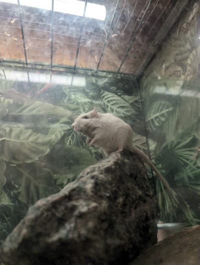 A gerbil is perched on a rock, facing left, in what appears to be a terrarium or enclosure. The background features lush green foliage and a mesh ceiling, suggesting an indoor environment, possibly an animal exhibit. The gerbil is small and light-colored, with prominent ears and dark eyes. The rock is large and textured, providing a naturalistic element to the scene. The lighting suggests an overhead light source, possibly a lamp, illuminating the gerbil and its surroundings. There is no indication of the location being in Saint-Jouin-Bruneval, France.