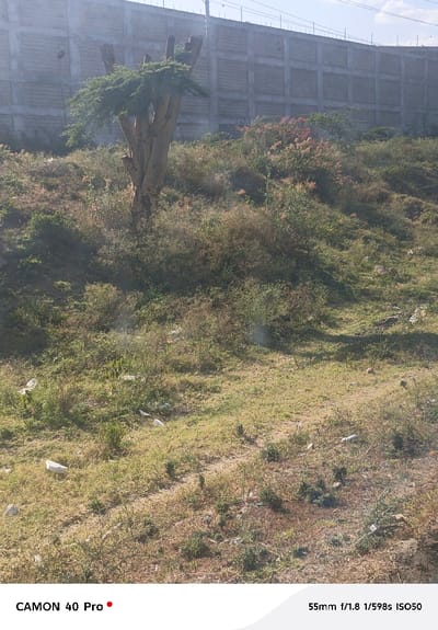 A landscape scene depicts a grassy slope littered with debris and low-lying vegetation. A bare tree with a small crown of green leaves stands prominently on the hill. A high concrete wall forms the backdrop. The image shows a sunny, somewhat overgrown environment, suggesting neglect or transitional land.