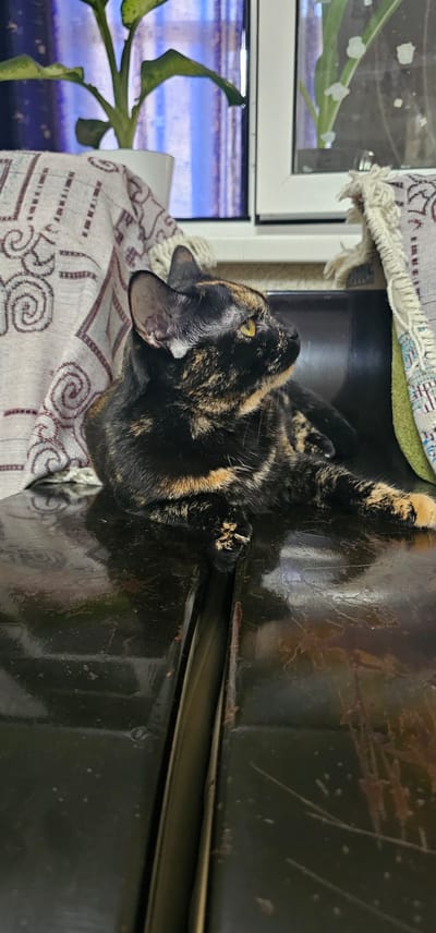 A tortoiseshell cat with black, orange, and tan markings is lying on a dark, reflective surface. The cat is looking to its right with its head slightly tilted upwards. The background is blurred but shows a potted plant with green leaves in a white pot, and what appears to be a window with blue curtains. There are also draped fabrics with patterned designs to the left and right of the cat. The dark surface the cat is on has visible scratches and scuffs. The overall scene suggests an indoor setting. The provided crops offer closer views of the cat's face, paws, and the surface it is resting on, as well as the background elements.