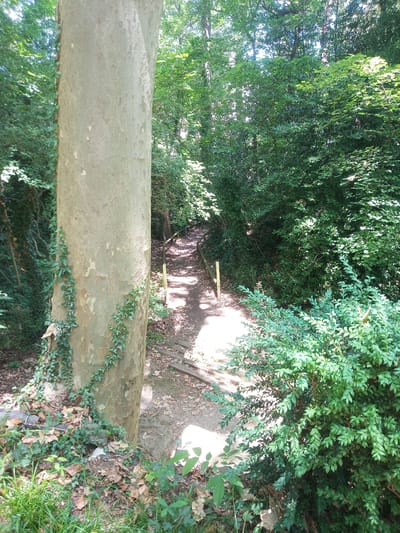 The image depicts a sun-dappled forest path in Olot, Spain. A large, light-colored tree trunk with ivy vines wraps around its base dominates the left side of the frame. To the right, a dirt path winds through the trees, bordered by wooden posts and with visible wooden planks forming steps in places. The path is covered with fallen leaves. Dense green foliage forms a canopy overhead, with sunlight filtering through the leaves and casting shadows on the path. In the foreground, lush green bushes and grass are visible, contrasting with the dry leaves on the ground. No people are present in the scene.
