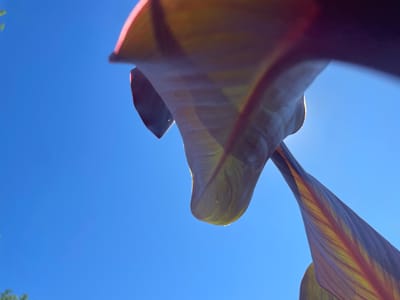 The image shows a close-up, low-angle view of large, dark-colored leaves against a clear, bright blue sky. The leaves are translucent in some areas, with veins visible and catching the sunlight. The lighting suggests it is daytime. There is no indication of the city of Успенка, Kazakhstan.