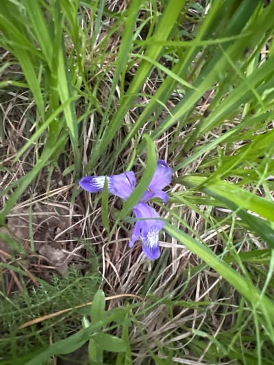 A close-up, high-angle shot captures a patch of ground covered in green grass and dry foliage. In the center, a cluster of three delicate purple iris flowers with white markings on their petals is nestled amongst the vegetation. The flowers are in various stages of bloom, with some petals unfurled and others partially closed. The surrounding grass is tall and vibrant green, with some blades appearing wet, suggesting recent rain or dew. The dry foliage consists of fallen leaves and thin, light-brown grass stalks, creating a textural contrast with the lush green grass. The scene appears natural and undisturbed, suggesting an outdoor setting in a park or meadow. There is no indication of human presence or activity in the image, and no specific landmarks can be identified to pinpoint a location within the city of Patrony, Russia.