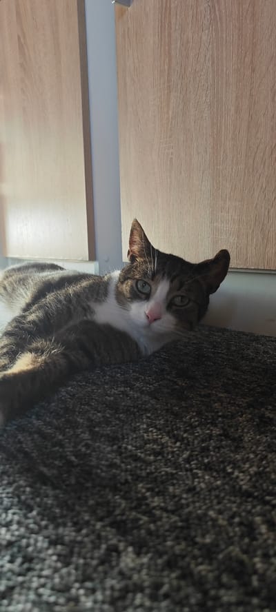 A tabby and white cat lies on a dark gray textured carpet in front of a wooden paneled wall. The cat is facing the camera with its head resting on its paws. Its eyes are green, and its nose is pink. Sunlight is casting shadows on the cat and the carpet. The wall behind the cat has vertical wood grain patterns and appears to be part of a door or cabinet. There is a light gray vertical trim piece separating two sections of the wood paneling. The scene is indoors and appears to be residential. There is no indication of the location being in Ożarów Mazowiecki, Poland, or any other specific city.