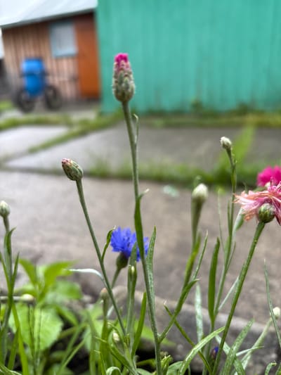 A close-up, low-angle shot focuses on several flower buds and one open flower in the foreground. The flowers are slender with green stems and buds that range from pale green to pink and deep purple. One vibrant blue flower is partially visible. The background is blurred, showing a wooden building with an orange and teal facade, a window, and a blue bicycle parked near it. The ground appears to be paved with concrete or stone. The scene is set in Gonja, Russia, with the building and bicycle suggesting a residential or rural area.