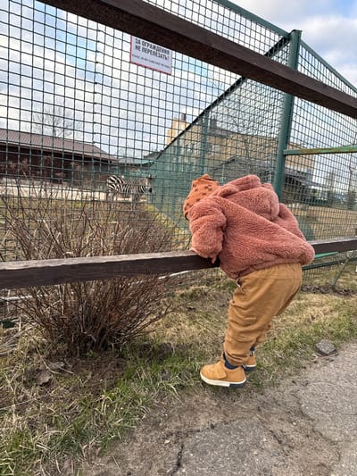 A young child, wearing a fuzzy pink jacket and brown pants, is leaning over a wooden railing, looking into an enclosure at the Yaroslavl' Zoo in Russia. The enclosure has a green mesh fence and a sign that reads "ЗА ОГРАЖДЕНИЯ НЕ ПЕРЕЛЕЗАТЬ!" which translates to "PLEASE, DO NOT CLIMB OVER THE FENCE!". A zebra is partially visible within the enclosure. The ground outside the enclosure is a mix of grass and concrete.