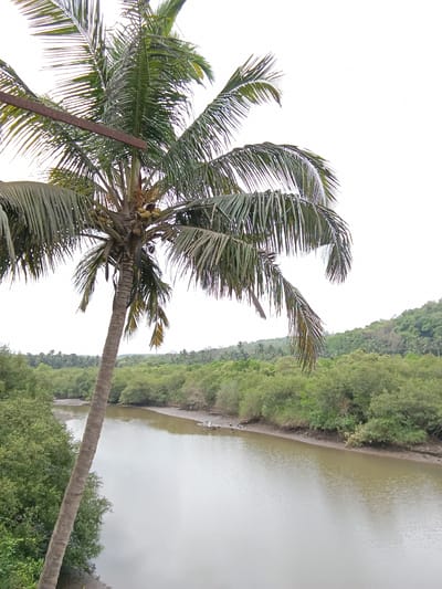 The image presents a view in Marna, India, featuring a palm tree in the foreground. The trunk of the palm is visible, with foliage extending upwards. The leaves are green. In the background is a body of water. A dense green forest lines the opposite bank of the waterway.
