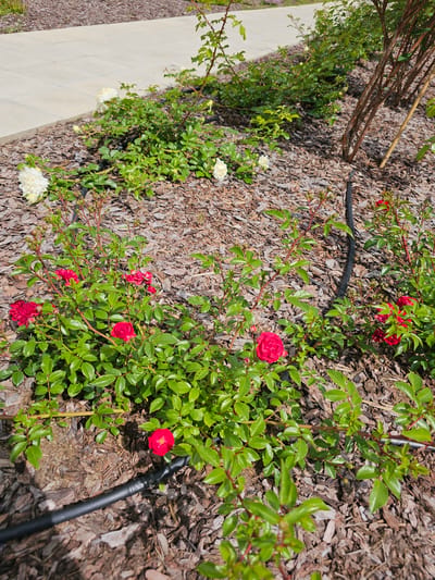 A close-up, rotated, outdoor shot displays a pathway and a garden bed covered in wood chip mulch. The pathway is a light beige color with a subtle diamond pattern. Along the edge of the pathway, rose bushes with vibrant green leaves and thorny stems are abundant. Several small red roses are in bloom, with a few buds also visible. Some white roses are also present, though less numerous than the red ones. A black irrigation tube runs through the mulch, partially obscured by the rose bushes. In the upper left, the base of a tree with rough, brown bark is visible, with a thin wooden stake propping up a branch. The lighting suggests it is daytime with bright sunlight, casting shadows on the mulch. The setting appears to be a garden or park area. No people are visible. There is no visible text.
