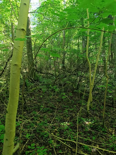 The image depicts a dense forest floor in Olsztyn, Poland. The ground is covered with fallen leaves, twigs, and moss, with scattered patches of small green clover-like plants. Several tree trunks of varying thickness and color, ranging from pale green to brown, are visible. Thin, bare branches crisscross the scene, creating a tangled undergrowth. The canopy above is thick with lush green leaves, allowing only dappled sunlight to penetrate and illuminate small areas of the forest floor. There are no people or animals visible in the image.