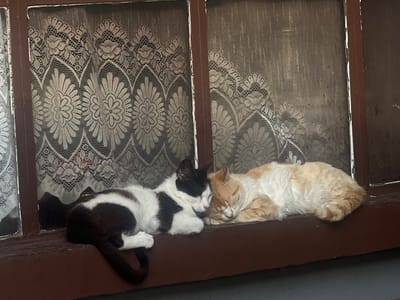 Two cats are captured sleeping peacefully on a dark brown wooden window ledge, likely indoors in Zlatari, Bulgaria. The scene is illuminated by natural daylight filtering through a window.
The main subjects are two domestic cats. On the left, a black and white cat is curled up, with its head nestled against the other. It has prominent black markings on its head and back, contrasting with white fur on its chest, paws, and lower body. Its long, black tail is visible on the ledge. Adjacent to it, on the right, an orange and white cat is also sound asleep, appearing soft and slightly shaggy. Both cats have their eyes closed, indicating a deep slumber, and are positioned very close to each other, suggesting comfort and companionship.
Behind the cats, a white lace curtain covers the window. The curtain features intricate floral and ornate patterns, adding a traditional and homely aesthetic to the setting. The windowpanes behind the curtain appear somewhat textured, possibly from wear or dirt on the exterior, and are framed by the dark brown wooden structure of the window itself. The wooden frame shows signs of age or weathering.
The activity taking place is the cats sleeping. There is no visible text. The atmosphere is one of peace and quiet. While the exact time of day or weather cannot be determined, the natural light suggests it is daytime. The rustic window frame and lace curtain offer location cues consistent with a cozy, possibly older home setting. The cats' closeness conveys a sense of warmth and affection.