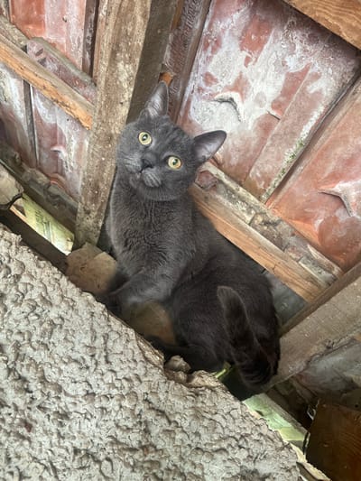 In Blaskovo, Bulgaria, a dark grey domestic cat with short fur and prominent yellow-green eyes is observed perched within a dilapidated structural opening, likely an attic or roof space. The cat is positioned with its body partially obscured, its front paws resting on a rough, textured, light grey concrete-like ledge in the foreground. Its head is tilted slightly upwards, and it looks directly towards the viewer with an alert, curious expression, a small pink tongue tip visible from its slightly open mouth. The background consists of reddish-brown terracotta roof tiles and unpainted, weathered wooden rafters and beams. The tiles exhibit widespread white efflorescence, discoloration, and some green biological growth, indicating exposure to moisture and age. Gaps between the structural elements reveal limited light and distant details.